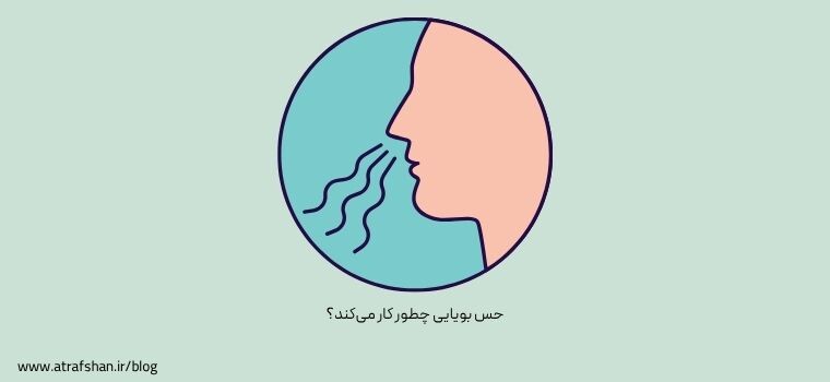 حس بویایی چطور کار می‌کند؟