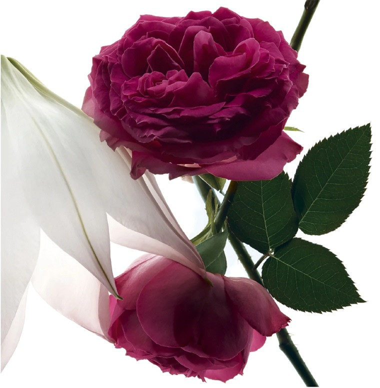 رایحه رُز سنتیفولیا در مون پاریس اینتسمنت