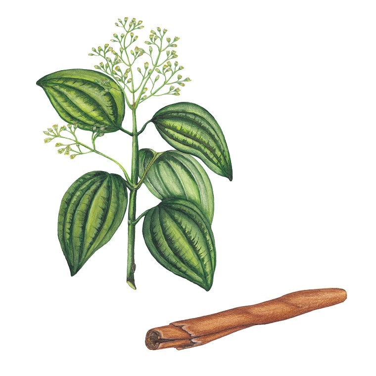 تقطیر روغن عصاره دارچین