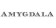 امیگدالا