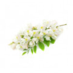 گیاهان آکاسیا