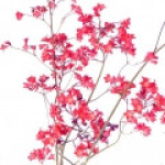 برگ‌گیلاسی