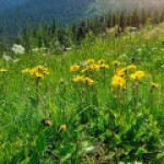 همیشه‌بهار کوهی