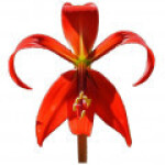 گیاه پیازی سوسن آزتک