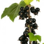 برگ انگورفرنگی سیاه