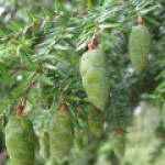 کاج شوکران کوهی