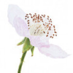 شکوفه توت سیاه