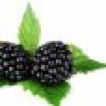 برگ توت سیاه