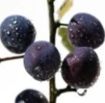 آلو بخارائی