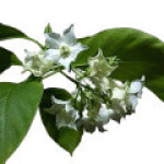 والاریس گلابرا