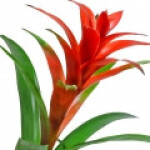 بروملیا