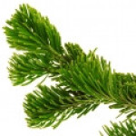 بالسام کانادایی