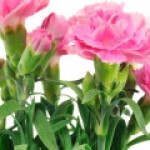 برگ میخک قرنفلی