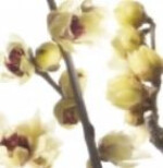 گل یخ ژاپنی