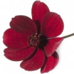 گل مینای شکلاتی