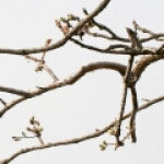 درخت کندر هندی