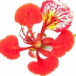 درخت کریسمس