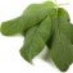 سالویا اسکلاریا