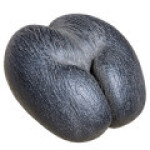 نارگیل دریایی