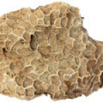 سنگ آهک مرجانی