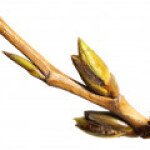 صنوبر، تبریزی، شالک