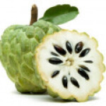 قشطه صدفی