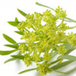 رازیانه دریایی