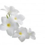 سیکلوپیدین