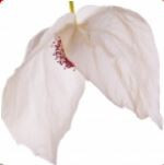 درخت کبوتری