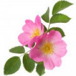 رز اگلندتریا