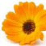 گل همیشه بهار انگلیسی