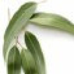 اوکالیپتوس 