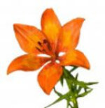 سوسن نارنجی