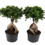 انجیر پرده‌ای