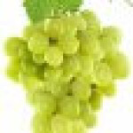 انگور 