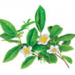 گل چای سبز
