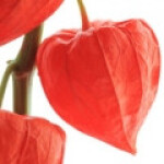 عروسک پشت پرده (فیسالیس)