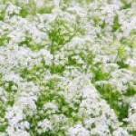 شوکران زهرآلود