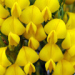 هانیباش یا سایکلوپیا