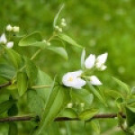 کارو کاروند