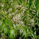 درخچه کاترافی