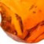 ترکیب کفالیس