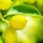 درخت لیمو ترش