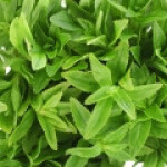 لیمنوفیلا آروماتیکا