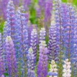 ترمس (سرده) (لوپن)