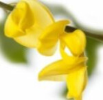 علف جاروب لیدیا