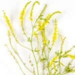 یونجه زرد، اکلیل الملک