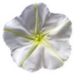 نیلوفر سفید