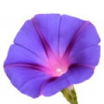 گل شکوه صبح