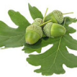 برگ درخت بلوط